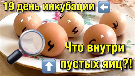 Основные отличия полных и пустых яиц