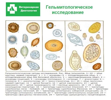 Основные показатели и анализ фекалий в копрологии