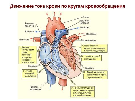 Основные показатели сердечно-сосудистой системы