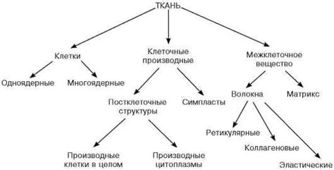 Основные понятия в гистологии