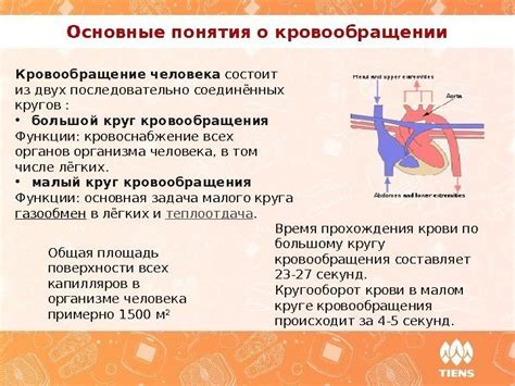 Основные понятия о сатурации крови