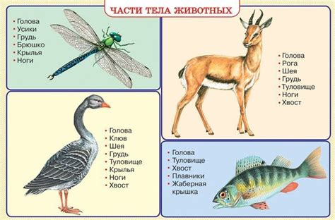 Основные признаки животного без порока