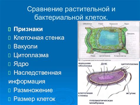 Основные признаки наличия жидкостных клеток