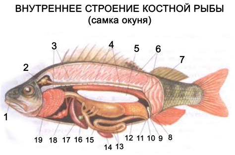 Основные признаки рыбы непластованной кусками