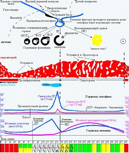 Основные признаки третьего дня цикла