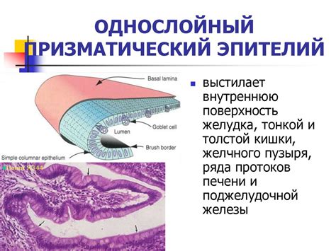 Основные принципы набивной ткани