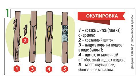 Основные принципы прививки шизы