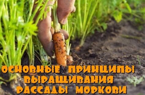 Основные принципы припуска моркови