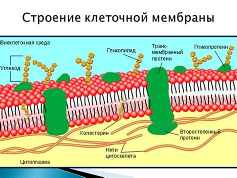 Основные принципы работы поляризованной мембраны