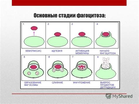 Основные принципы фагоцитоза флоры