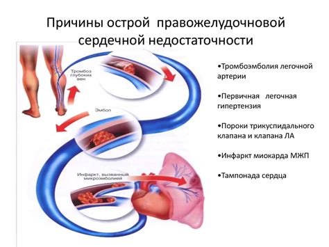 Основные принципы централизации кровообращения