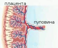 Основные причины нарушения маточно-плодового кровотока