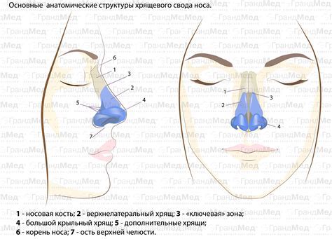 Основные причины носа крючком