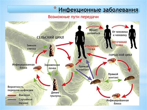 Основные причины развития чумной головы