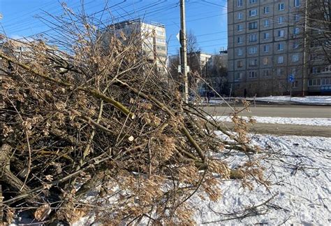 Основные причины сноса деревьев