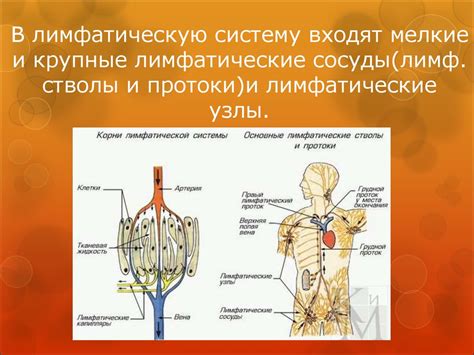 Основные процессы, в которых участвует лимф железа