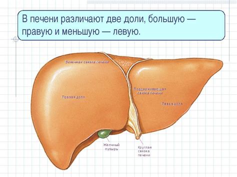 Основные симптомы ККР правой доли печени