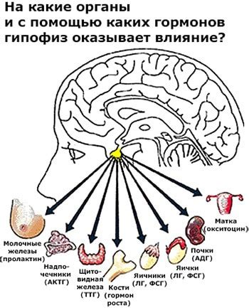 Основные симптомы изменения структуры гипофиза