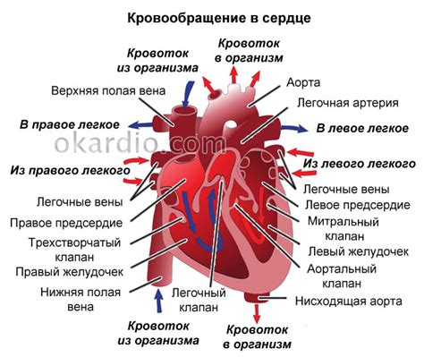 Основные симптомы нарушения работы левого желудочка сердца