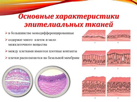 Основные симптомы ороговевшего эпителия