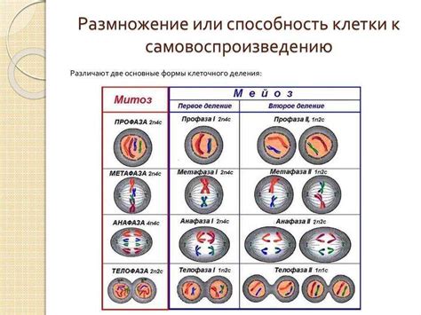 Основные симптомы редуцированного набора хромосом