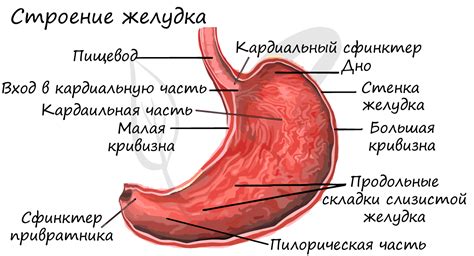 Основные симптомы сглаженного угла Гиса желудка