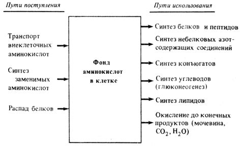 Основные способы предотвращения отрицательного азотистого баланса