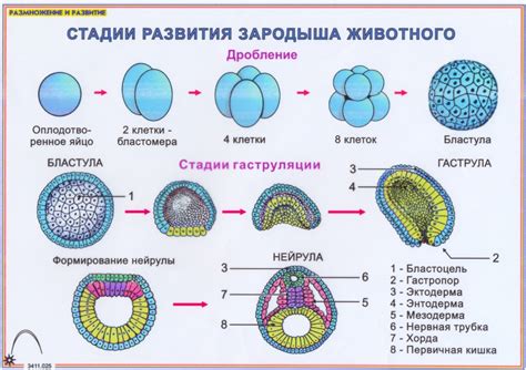 Основные стадии патоморфоза