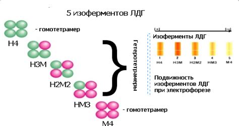 Основные функции ЛДГ 115