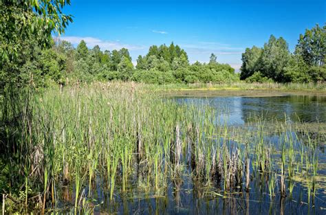 Основные функции водной экосистемы