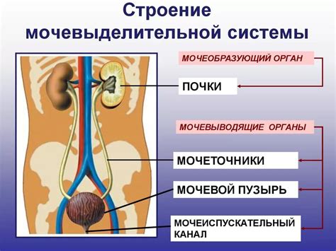 Основные функции выделительной системы протонефридиального типа