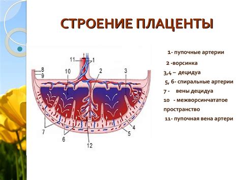 Основные функции межворсинчатых пространств плаценты