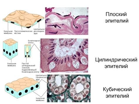 Основные функции плоского эпителия