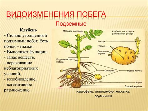 Основные функции побегов у растений: рост и размножение