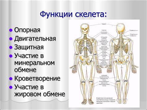 Основные функции скрепки