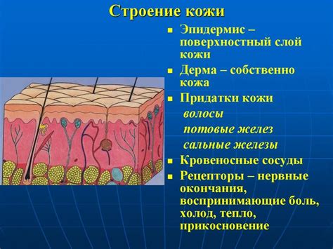 Основные характеристики анилиновой кожи