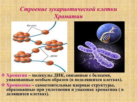 Основные характеристики конденсированного хроматина