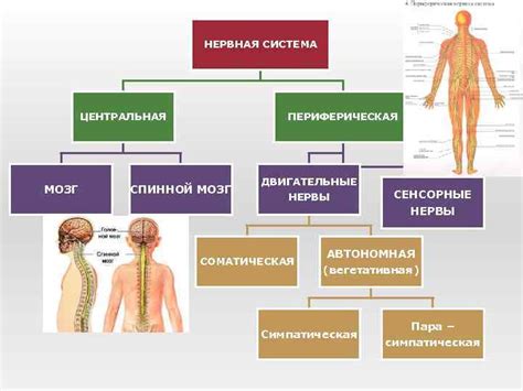 Основные характеристики лестничного типа нервной системы