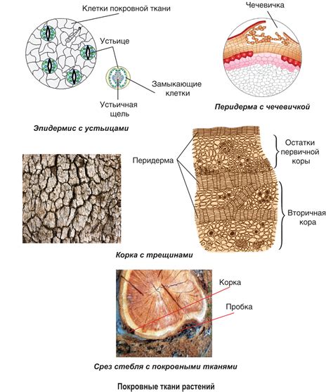 Основные характеристики покровной ткани
