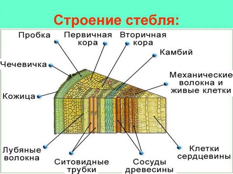 Основные характеристики поперечного среза