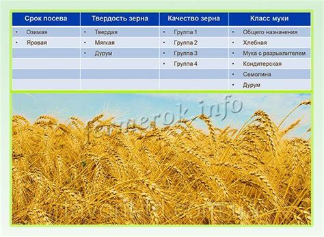 Основные характеристики пшеницы 4 класса