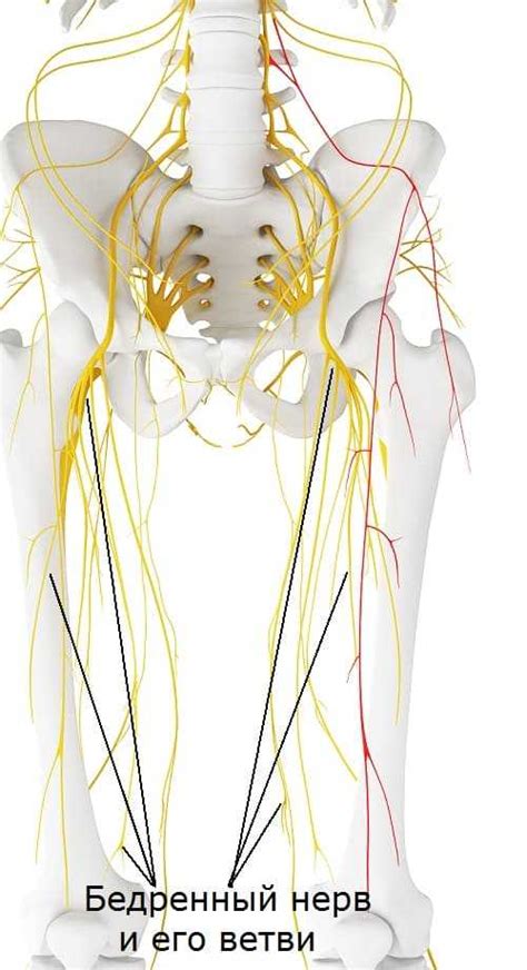 Основные характеристики седалищного нерва
