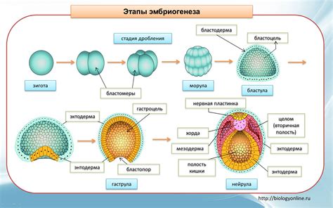 Основные характеристики эмбриона 4BC