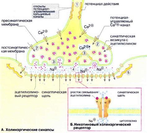 Основные черты липидного гопника