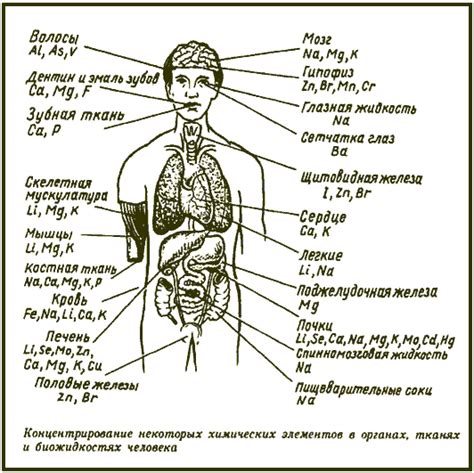 Основные элементы организма