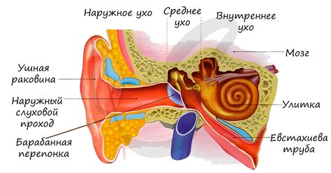 Основные элементы уха человека