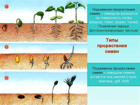 Основные этапы прорастания семян