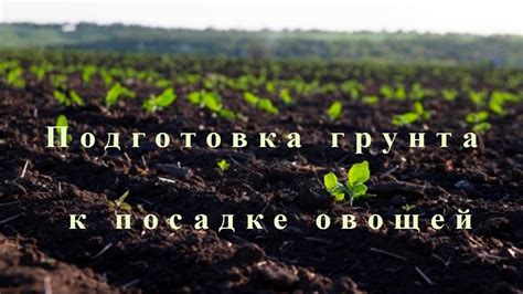 Основные этапы процесса разведения грунта