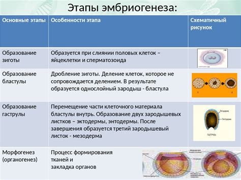 Основные этапы фетального периода