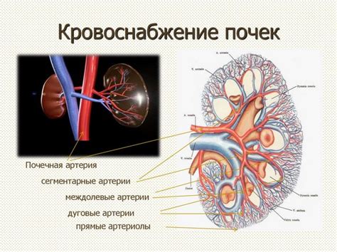 Основы вывода почек